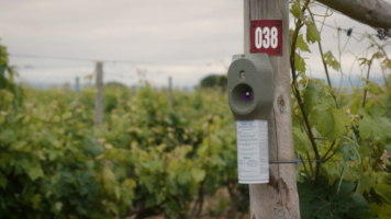 ‘Confusión sexual’, la técnica sostenible que protege los viñedos de Bodegas Muga