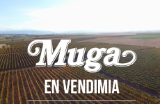 Muga in vintage