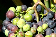 Turning and the ripening of the vineyards