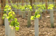 Vídeo sobre la plantación