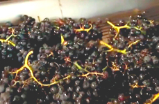 Unloading at the winery