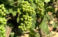 Grape formation and de-stemming
