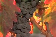 Vídeo sobre la vendimia en los viñedos de Muga